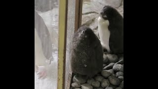 Deux bébés manchots Adelie sont nés dans un zoo au Mexique [upl. by Bean]