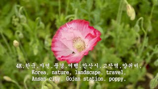 4K한국자연풍경여행안산시고잔역양귀비Korea nature landscape travel Ansan city Gojan station poppy [upl. by Nigem511]