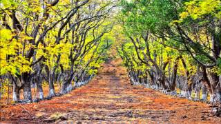 El bosque Cuauhtemoc de Jiquilpan [upl. by Brazee]