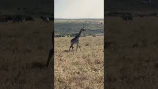 Kenya African Safari w EF Ultimate Break in 30 seconds 🥹🇰🇪 [upl. by Ayhtnic]