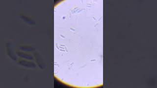 lactobacillus bacteria lactobacillus biology shortvideo motivation botanylectures shorts [upl. by Eldorado]