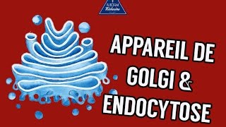 03  LAppareil de Golgi et lexocytose [upl. by Docila]