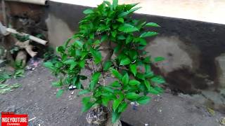 Bonsai bunga sepatu atau Hibiscus rosasinensis part2 [upl. by Stralka422]