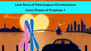 Stages of Prophase 1 of Meiosis with a visual mnemonic [upl. by Nenerb]