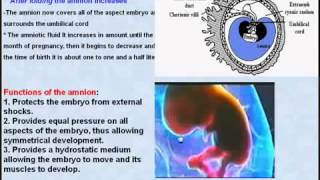 41 General Embryology Amnion [upl. by Niai967]