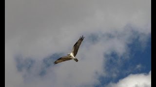 Águila Pescadora Osprey Pandion haliaetus [upl. by Ainyt]