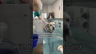 This lovely 8 year old Great Dane x Ridgeback is now road to recovery with the help of hydrotherapy [upl. by Larrie]