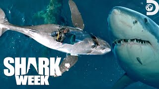 Most Wild Moments from Shark Week Belly of the Beast Feeding Frenzy 2023  Discovery [upl. by Cheffetz]