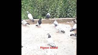 Pigeon sound  kabutar ki awaz [upl. by Atnek]