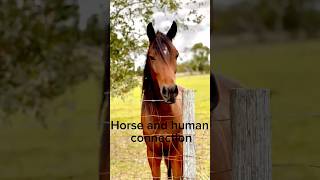 Horse and human connection alternativehorsemanship horse [upl. by Williamsen120]