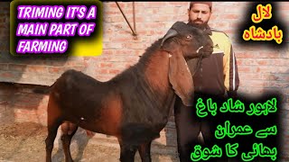 Biggest Breeder Buck Laal Badsha And Home Breed New Baby Breeder Buck Malngi Imran Bhai Shadbhag [upl. by Jenks]