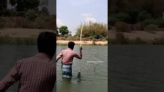 Big Mullet Fish catching using biscuit bait mulletfish fishing [upl. by Limann]