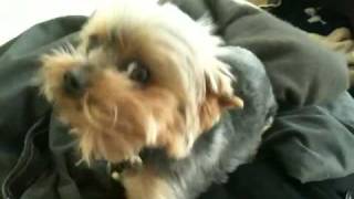 Cute Teacup Yorkie Sneeze Yorkshire Terrier [upl. by Adlesirhc652]