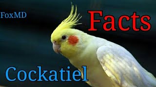 12 Quick facts of Cockatiels  Cockatiel Facts [upl. by Anni135]