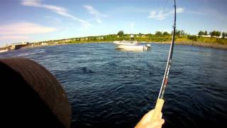 Salmon Fishing on Exploits River [upl. by Laurena]