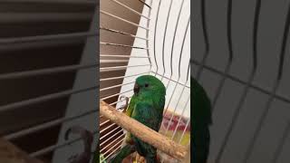 Redrumped parrot sounds [upl. by Annoval571]