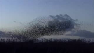 Starling Murmurations [upl. by Nenerb429]