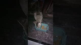 kucing jantan penyusup makan whiskas kucing jantan anabul meong sarapan [upl. by Natrav936]