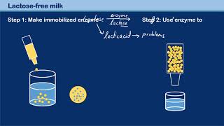 Production of lactosefree milk [upl. by Neelsaj]