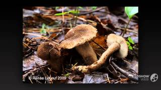 Inocybe lanuginosa  fungi kingdom [upl. by Evelin693]