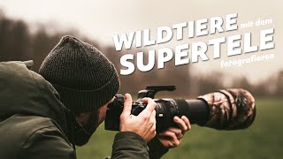 WILDTIERFOTOGRAFIE mit dem TAMRON 150600mm G2 [upl. by Enortna]