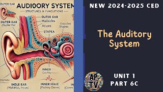 🎯The Auditory System  AP Psychology🎯 [upl. by Anaitsirc]