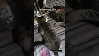 Recovered from herpes virus cats catshorts herpesvirus catfood [upl. by Atsejam]