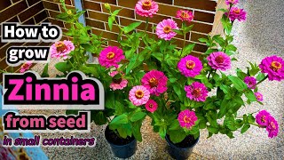 How to Grow Zinnia from Seed in Containers [upl. by Sharai]