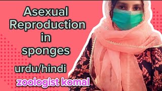 Asexual Reproduction in Sponges  poriferans  Gemmule Formation  BsBsc zoology  Urdu Hindi [upl. by Suoirtemed]