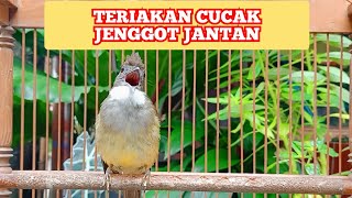 Masteran Wajib Burung Lomba  Cucak Jenggot Gacor Beset Ngepik Rapat  Arta Kicau [upl. by Aelanna]