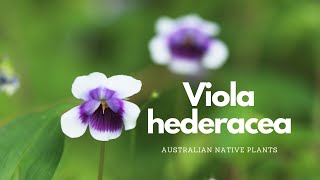 Viola hederacea  Australian Native Plant Profile  Pollinator Attracting Plants [upl. by Yecac]