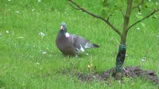 Ringeltaube und Amsel [upl. by Ailec]