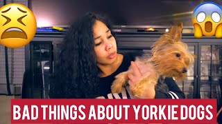 12 BAD THINGS ABOUT YORKIES  MUST WATCH [upl. by Soisatsana]