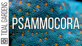 Psammocora Coral Care Tips [upl. by Awra102]