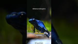 The Dart Frog  Poisonous Dart Frog😱 [upl. by Kedezihclem]