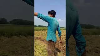 sonar moton dekte dhan koto asa niye amar Chas kori dekho video ta 🌾🌾🌾🌾🌾 [upl. by Asserat966]