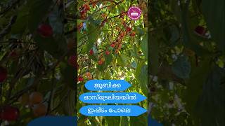 ജൂബിക്ക ഓസ്ട്രേലിയയിലെ കെയിൻസിൽ Cairnsmallu  Cairns malayalam [upl. by Aioj]