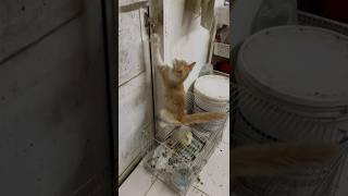 When cat try open door lockyoutubeshorts cat [upl. by Arracat]