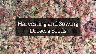 Harvesting and Sowing Drosera Seeds  SubTropical Sundews [upl. by Savannah365]