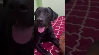 Kutte ki pooch ko kyu kaat te hai dog mostdangerous pitbull dogsbehavingverybadly dogimpossible [upl. by Egiap536]