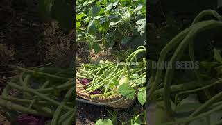 Harvesting vegetables  bush cowpea gardening [upl. by Farmann]