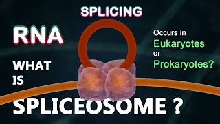 What is Spliceosome  Splicing  RNA Transcription [upl. by Vladimar]