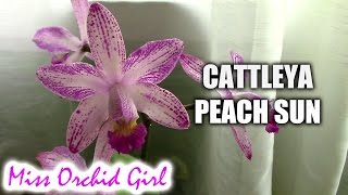 Cattleya Peach Sun  a rare easy to care for orchid hybrid [upl. by Garnet]