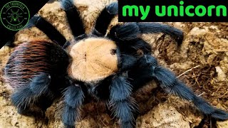 Golden Red Rump Tarantula Brachypelma albiceps Care amp Information [upl. by Kalila72]