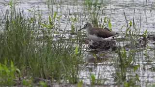 Green Sandpiper Tringa ochropus Exminster Marshes Exeter Devon briefly with Wood Sandpiper [upl. by Iatnohs]