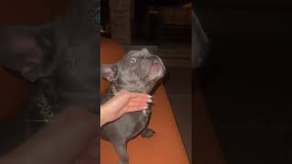 French Bulldog Has Too blinked [upl. by Greenberg]