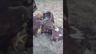 Incredible Watch What Happens When This Eagle Attacks [upl. by Ressay]