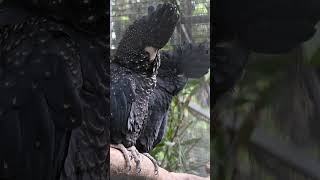 Redtailed Black Cockatoos are Sexually Dimorphic [upl. by Ahsyas121]