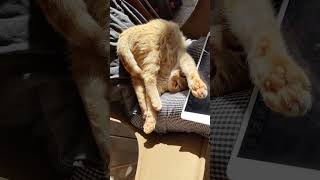 Level 3 feline contortionism  funnyanimal [upl. by Walters]