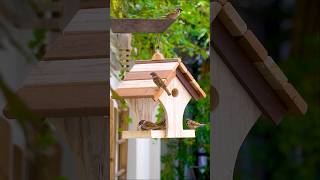 Build a DELIGHTFUL Bird Feeder in Minutes [upl. by Tarrel457]